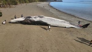 Le corps d’une baleine sur la plage