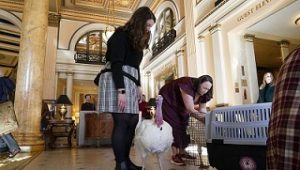 Deux dindes à la Maison Blanche