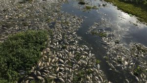 Des poissons morts dans une rivière